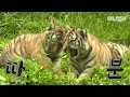 아기 호랑이 남매 태어나 첫 주사 맞고 보인 반응 와우 ㅋㅣbaby tiger get a vaccine shot for the first time in their life