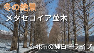 【冬の絶景】メタセコイア並木　純白ドライブと周辺の散策　道の注意点を解説