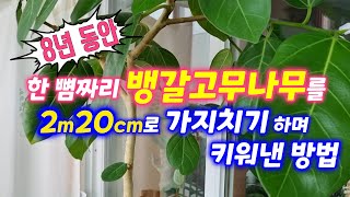 8년동안 한 뼘짜리 뱅갈고무나무를 2m20cm로 가지치기하여 키워낸 방법