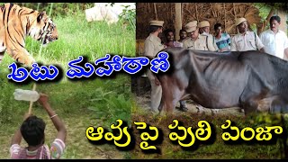 అటు విజయనగరం జిల్లాలో కన్నం గ్రామంలో పులి  ఆవుపై విరుచుకుపడింది|Vizianagaramtiger |Cenews