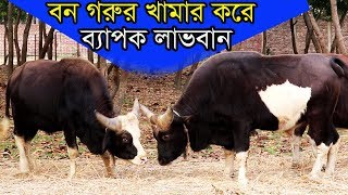 বন গরু বা গয়ালের খামার করে হাজার হাজার টাকা আয় করুন keeping cows and make cow farm