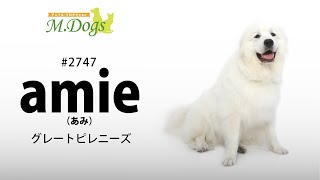 ペットモデル#2747 グレートピレニーズ「amie(アミ)」のテクニカル動画【指示でアゴ付け】