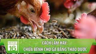 Cách làm hay: Chữa bệnh cho gà bằng thảo dược | VTC16