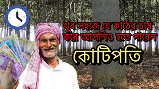 পাউলোনিয়া গাছের চাষ কেন লাভজনক? কাঠ উৎপাদনের জন্য পাউলোনিয়া বাগান করা কি সঠিক সিদ্ধান্ত। #paulownia