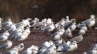 Caspian Gull - Seaton Common, Durham - January 2013