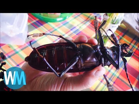 Top 10 Massive Insects That Are Actually Real Top 10 Massive Insects That Are Actually Real