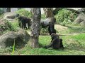 金剛tayari背上有兩位小王子 2 little princes on gorilla tayari s back