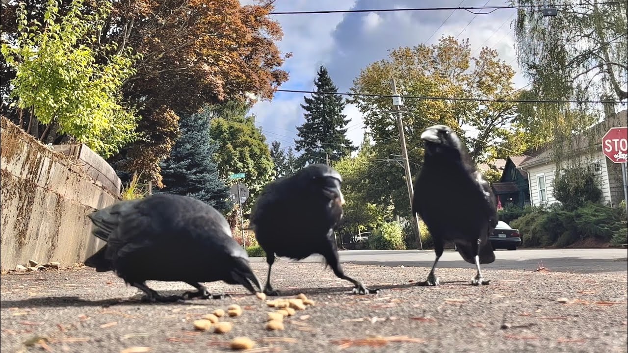 Crow Cam The Beakies Youtube