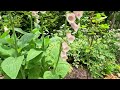 tour of 9 open gardens in yatsugatake haramura walking video　2023 6 18　