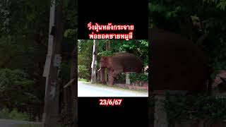 ปลอดภัยแล้ววิ่งข้ามได้ #ช้างป่า #ช้างเขาใหญ่ #ช้างไทย #elephant