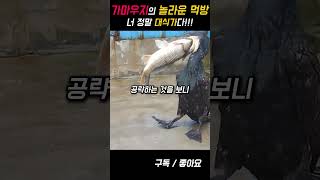 민물 가마우지의 놀라운 먹방