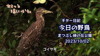 ギター日記　今日の野鳥　・　まつぶし緑の丘公園　2023年10月2日