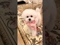 tiktok トイ・プードル おうちで過ごし隊 うちの子が可愛すぎる 愛犬がいる暮らし dog fyp