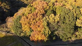 【ドローン空撮】紅葉その１（茨城県取手市）