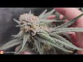 end of bloom room conditions recycling water over come grow setbacks athena pro line day 49