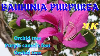 4K ALL ABOUT BAUHINIA PURPUREA | PURPLE CAMEL 'S FOOT | ORCHID TREE |  ORNAMENTAL PLANTS