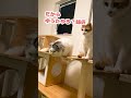 奥さんのドライビングテクなめたらアカンで？【おしゃべりする猫】 shorts 【猫アテレコ】