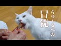 猫を知らないにも、程がある。