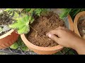 star leaf begonia leaf propagation u0026 care ബിഗോണിയ എളുപ്പത്തിൽ തൈ പിടിപ്പിക്കാം plant partner