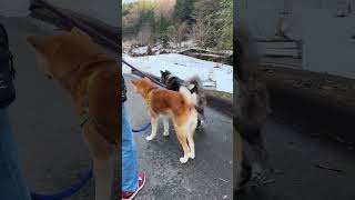 【akitainu】秋田犬は雪の中　　　　　　　　　　　　　　　#akitadog #dog #akitainu #japaneseakita #散歩