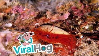 Electric Clam Sneezes || ViralHog