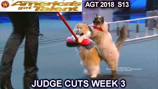 The Savitsky Cats FULL PERFORMANCE New Cats & Tricks  America's Got Talent 2018 Judge Cuts 3 AGT