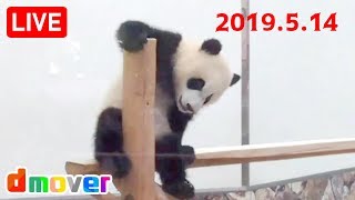 【LIVE】ジャイアントパンダ 彩浜 良浜 永明 アドベンチャーワールド AWS Giant panda Adventure World