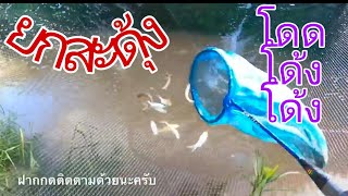 ยกสะดุ้ง ยกจ๋ำ 09/07/2563 ไม่เคยผิดหวัง fishing video rainy season