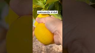 เลม่อนผลเล็ก ออกผลน้อย ทำงัยดี #lemon #shorts #shortvideo #ticktock #คนไทยในต่างแดน #garden