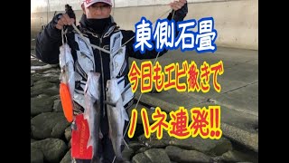 2/10　南芦屋浜東側石畳　エビ撒き釣りで今日も！！　フィッシングマックス芦屋店