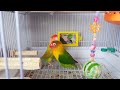 【アロエちゃんとさくらちゃん２匹を放鳥してみた】コザクラインコ・ボタンインコ