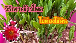 วิธีเพาะข้าวโพดในเมืองหนาว โดยไม่ต้องใช้ดินเพาะ ทำง่ายนิดเดียวจ้า