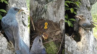 Blue rock thrush Birds catches  Locust Butterfly centipede for the baby to eat [ Review Bird Nest ]