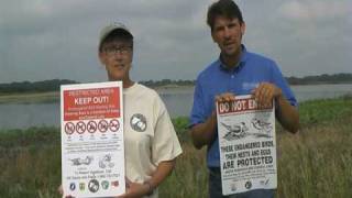 RESPECT LEAST TERNS \u0026 PIPING PLOVERS