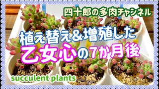 【多肉植物】【ガーデニング】🍀乙女心の7か月後はどうなった？🤔