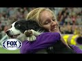 P!nk the border collie wins back-to-back titles at the 2019 WKC Masters Agility | FOX SPORTS