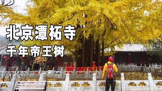 北京赏秋之旅，潭柘寺的银杏树太美了，错过又要等一年【行走世界的北京老刘】