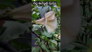 ఇదే అసలైన నల్ల ఉమ్మెత్త / పువ్వు చూడండి / #shorts / Daturametal Flower /