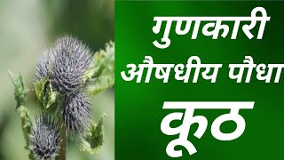 गुणकारी औषधीय पौधा कूठ  | Benefits of Kuth Plant | @herbalhealthcare