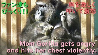 Mom gorilla gets angry and scolds the baby gorilla by hitting her own chest hard.【kyotocityzoo】