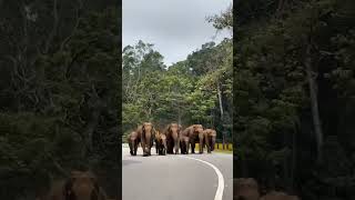 Elephant Attack @Munnar Near Poopara #travel #viral #shorts #short #trending #youtubeshorts #funny