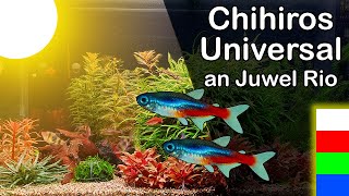 Chihiros Universal WRGB an Juwel Rio 125 (174)