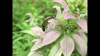 Monarda punctata