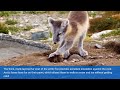 all about foxes for kids facts ii about arctic foxes and their characteristics