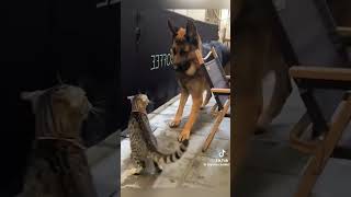 Cat vs dog 😂😂