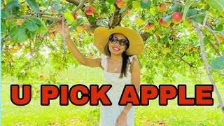 U PICK APPLE | មកបេះផ្លែប៉ោមនៅចំការ🇺🇸