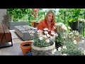 planthaven video dianthus american pie™ collection with delana bennett