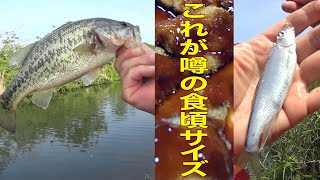 オイカワとブラックバスを釣って食う【ソースドヒャ掛けフライ】