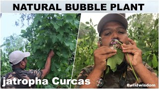 Magical plant that blows real bubbles || Jatropha Curcas ||#wildwisdom ||51