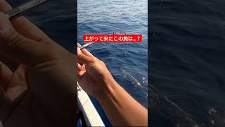 上がって来たこの魚は… #釣り #shorts